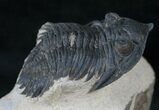Rare Minicryphaeus Giganteus Trilobite - #13945-3